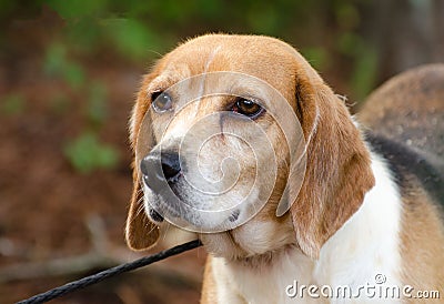 Beagle Dog Stock Photo