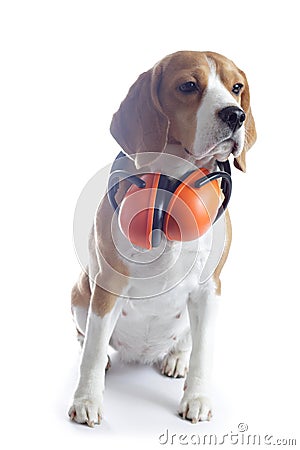 Beagle dog with red headphones isolated on white Stock Photo