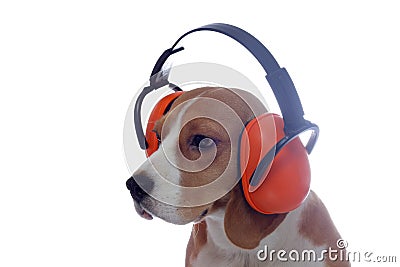 Beagle dog in red industrial headphones isolated on white Stock Photo