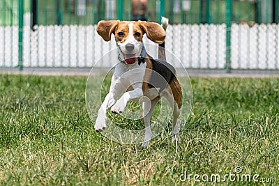 Beagle dog with rolled floppy ear running in grass with a happy smiley face Stock Photo