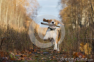 Beagle dog playing with a stick in the autumn forest Stock Photo