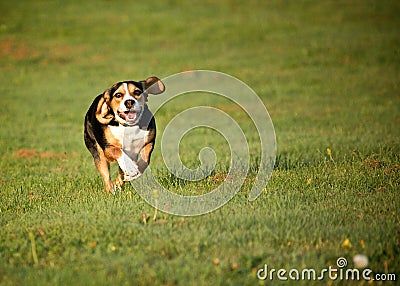 Beagle dog running on field Stock Photo