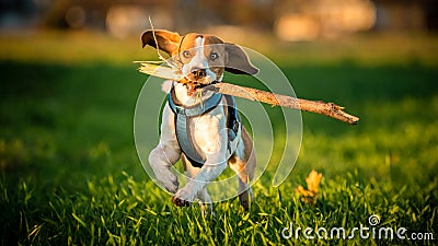 A Beagle dog running with a stick in its mouth in a grass field Stock Photo
