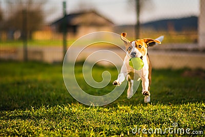 Beagle dog runs in garden towards the camera with green ball Stock Photo