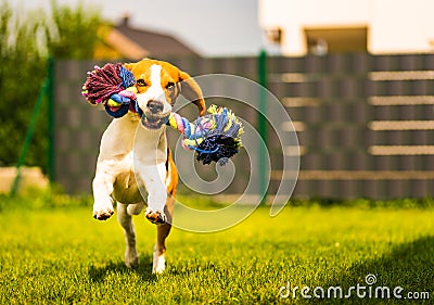 Beagle dog runs in garden towards the camera with rope toy. Sunny day dog fetching a toy. Stock Photo