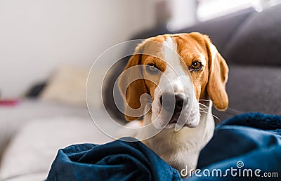 Beagle dog sad eyes big nose. Portrait, Copy space Stock Photo