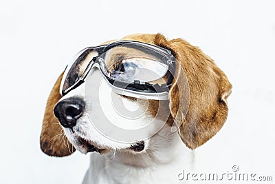 Beagle dog in safety glasses looking away Stock Photo