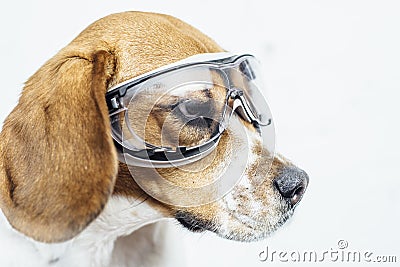 Beagle dog in safety glasses looking away Stock Photo