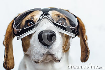 Beagle dog in safety glasses looking up Stock Photo