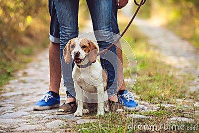 A Beagle Dog Sits On A Leash Stock Photo