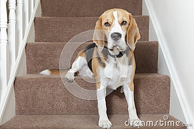 Beagle dog Stock Photo