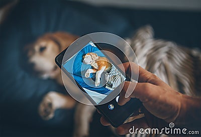 Beagle dog sleep in bed and his owner takes it photo with smartphone Stock Photo