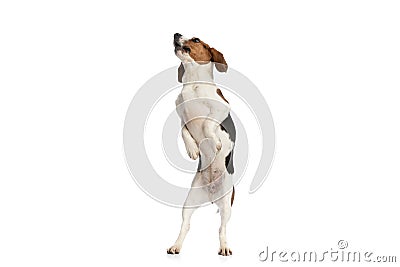 Beagle dog standing on hind legs and barking Stock Photo