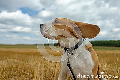 Beagle dog on stubble wheat field Stock Photo