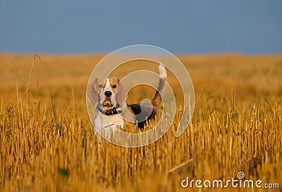 Beagle dog on stubble wheat field Stock Photo