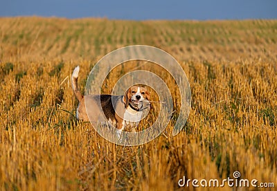 Beagle dog on stubble wheat field Stock Photo