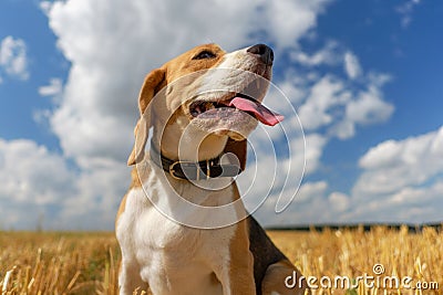 Beagle dog on stubble wheat field Stock Photo