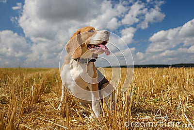 Beagle dog on stubble wheat field Stock Photo