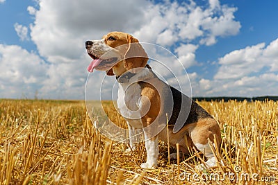 Beagle dog on stubble wheat field Stock Photo