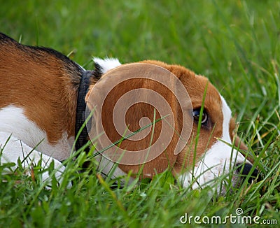Beagle Dog / Time Out Stock Photo