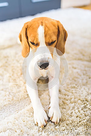 Beagle dog tired lying down on the carpet floor. Stock Photo