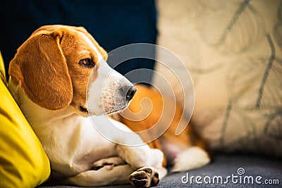 Beagle dog tired lzing down on a cozy couch. Adorable canine background Stock Photo