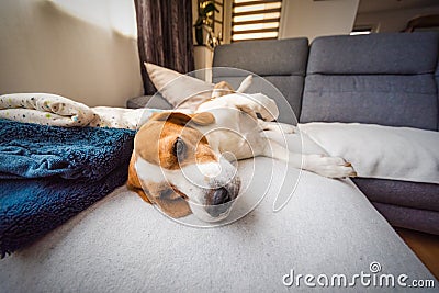 Beagle dog tired sleeps on a cozy couch Stock Photo