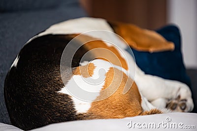 Beagle dog tired sleeps on a cozy sofa in fanny position Stock Photo