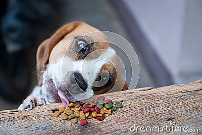 Beagle dog try to scrounge dry food from the table, Pet eating f Stock Photo