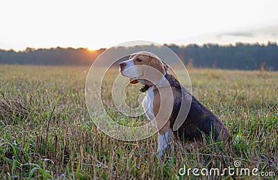 Beagle dog on a walk early in the morning Stock Photo