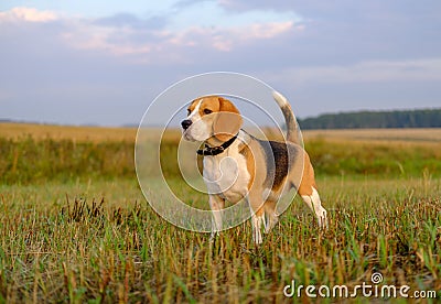 Beagle dog on a walk early in the morning Stock Photo