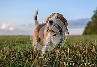 Beagle dog on walk in autumn at sunset Stock Photo