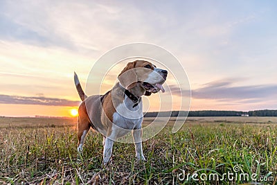 Beagle dog walking in the autumn evening Stock Photo