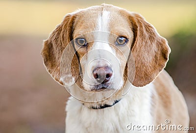 Beagle dog, Walton County Animal Shelter Stock Photo