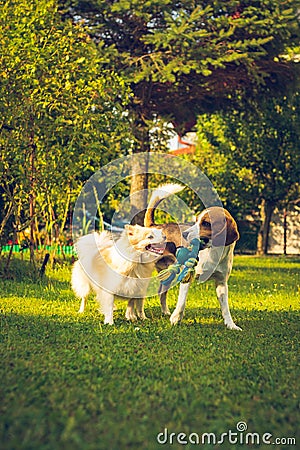 Beagle dog with white pomeranian spitz playing on a green grass Stock Photo