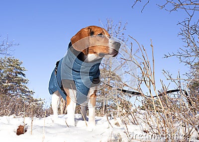 Beagle dog in winter landscape. Stock Photo