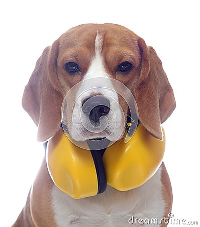 Beagle dog with yellow headphones isolated on white Stock Photo