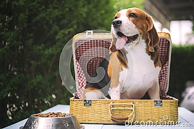 Beagle dogs are standing Stock Photo