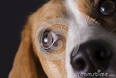 Beagle eyes macro. Stock Photo