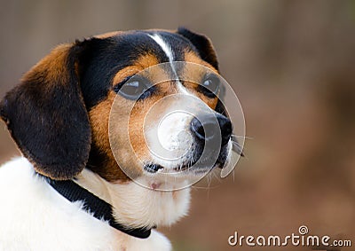 Beagle Fox Terrier mixed breed hunting dog Stock Photo