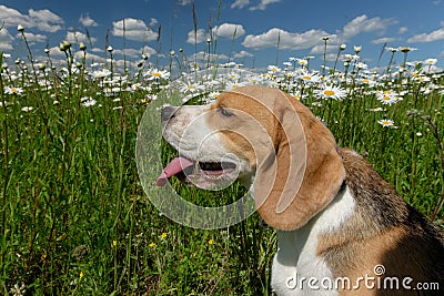 Beagle on green meadow among the wild flowers Stock Photo