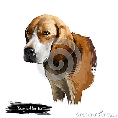 Beagle-Harrier scent hound breed dog digital art illustration isolated on white background. French origin medium-sized hunting Cartoon Illustration