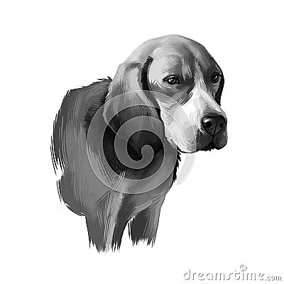 Beagle-Harrier scent hound breed dog digital art illustration isolated on white background. French origin medium-sized hunting Cartoon Illustration