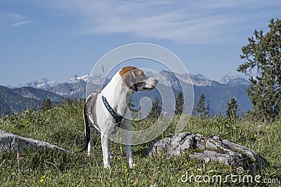 Beagle hikes to the Hochalm Stock Photo