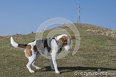 Beagle hikes to the Zwiesel Stock Photo