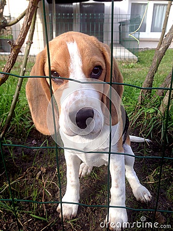 Beagle in jail Stock Photo