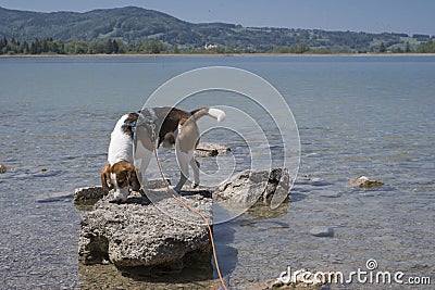 Beagle on Kochel lake Stock Photo