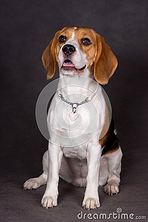 Beagle lies on a gray background Stock Photo