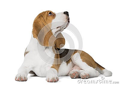 Beagle lies on a white background Stock Photo