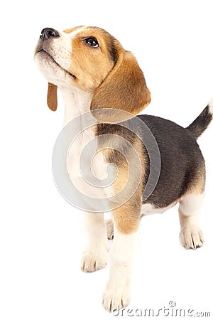 Beagle looking at something Stock Photo